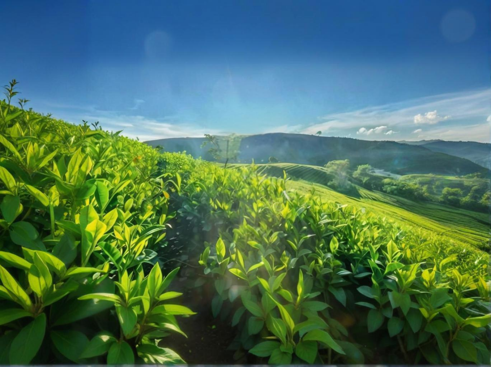 荼葉生產地配置了萊恩德農藥殘留檢測儀，提升茶葉銷售市場